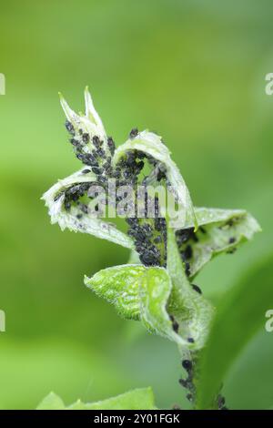 Ameisen und Blattläuse auf einer Pflanze Stockfoto