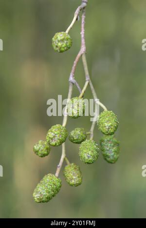 Unreife Fruchtgruppen der Erle, Erle, Erle oder Erle Stockfoto