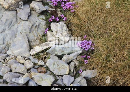 Rosa Wildblumen fotografiert auf dem Gipfel des Mount Santis. Alpenazalea Stockfoto