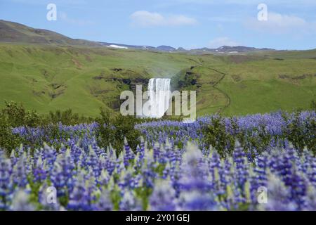 Skogafoss Wasserfall hinter Lupinenfeld Stockfoto