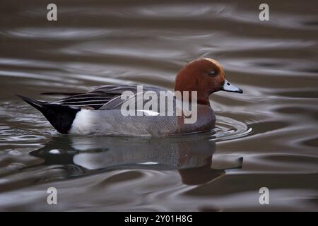 Eurasische Witwe, männlich, Anas penelope, Eurasische Witwe, männlich Stockfoto