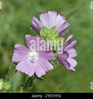 Malve, Moschusmalve (Malva moschata), Blume auf einer Wiese, Heilpflanze, Aromapflanze, medizinische Verwendung, Wilnsdorf, Nordrhein-Westfalen, Deutschland, Stockfoto