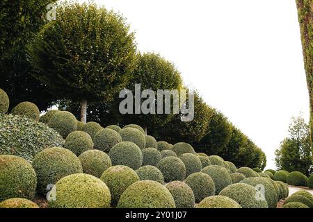 Landschaftsgarten mit Buchsbaumkugeln in der Nähe von Frankreich. Grüne Kugeln. Stockfoto