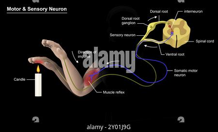 Medizinische Illustration zur Struktur eines Motoneurons und eines sensorischen Neurons Stockfoto