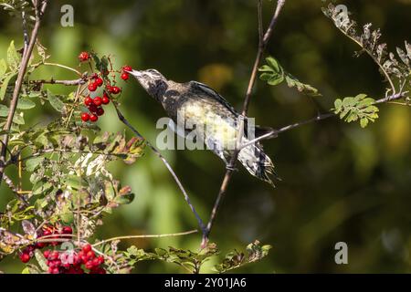 Der Gelbbauchsauger (Sphyrapicus varius) an Vogelbeeren (Sorbus aucuparia, bekannt als Bergasche. Mittelgroßer Spechte, der in C brütet Stockfoto