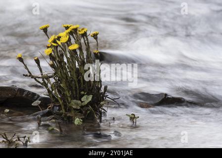 Coltsfoot wächst an den Ufern eines Baches Stockfoto