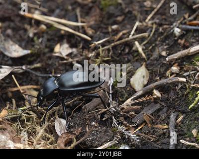 Ein Lederkäfer mit Käfermilben kriecht über den Waldboden Stockfoto