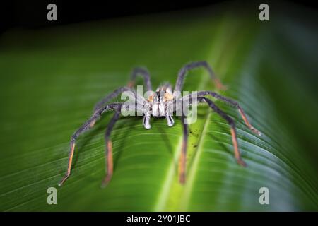 Getazi-Kammspinne oder Getazi-Bananenspinne (Cupiennius tazi), erwachsener Mann, der nachts auf einem Blatt sitzt, nachts im tropischen Regenwald, Refugio Naci Stockfoto