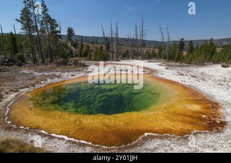 Der Morning Glory Pool befindet sich im oberen Geysirbecken des Yellowstone National Park in Wyoming, USA Stockfoto