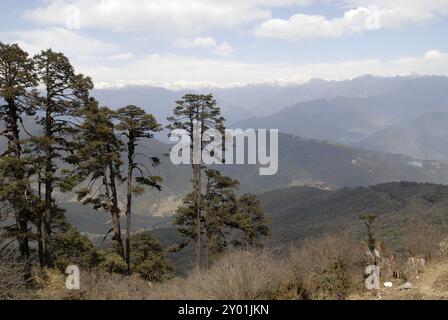 Blick nach Norden in Richtung der über 7000 m hohen Berge von den 108 Khangzang Namgyal Chortens, Dochula Pass, Bhutan, Asien Stockfoto