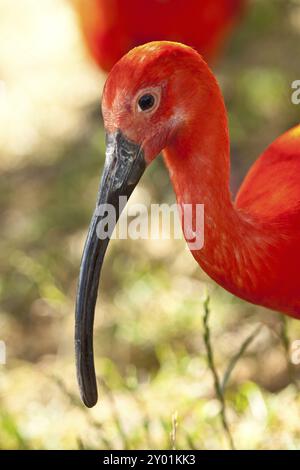 Scarlet Ibis, Eudocimus ruber, Red Ibis, Scarlet Ibis, Red Sickler Stockfoto