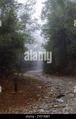 Wanderweg durch dunklen Wald im Nebel. Herbstmorgen in den Bergen Stockfoto