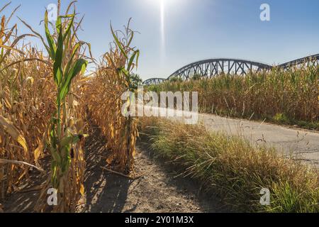 Blick auf ein ausgetrocknetes Maisfeld nach Hitzewelle und Wochen ohne Regen mit Zugbrücke im Hintergrund, zu sehen in Duisburg, Nordrhein-Westfalen, Stockfoto