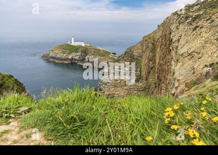 In der Nähe von Holyhead, Anglesey, Gwynedd, Wales, Großbritannien Juni 2018, Blick auf die Klippen und den South Stack Lighthouse Stockfoto