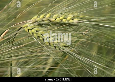 Gerste Stockfoto