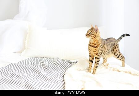 Bengal Katze mit grünen Augen in das Schlafzimmer in hellen Tönen Stockfoto