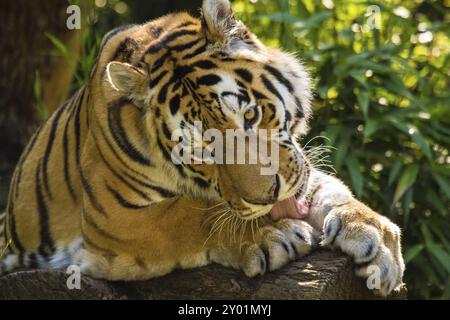 Sibirischer Tiger (Anthera tigris altaica) Stockfoto