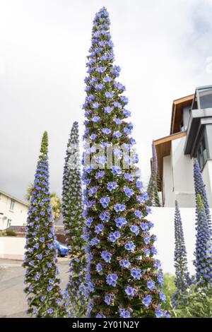 Der Viper bugloss (Echium vulgare) Stockfoto