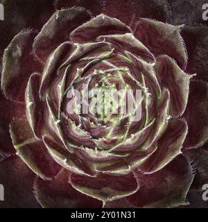 Hausleek (sempervivum), Nahaufnahme Stockfoto