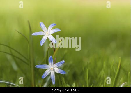 Chionodoxa, bekannt als Sternhyazinthen oder Schneelage im frühen Frühjahr. Nahaufnahme mit ausgezeichnetem Bokeh und viel Platz für SMS. Chionodoxa (Glory Stockfoto