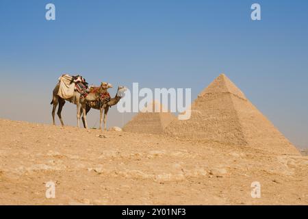 Ein Paar Kamele warten vor der Cheops-Pyramide und der Cheops-Pyramide, um Touristen zurück zum Eingang der Pyramiden von Gizeh zu bringen Stockfoto