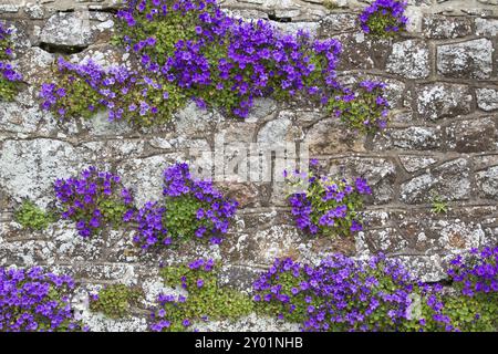 Dalmatinisches Kissen campanula (Campanula portenschlagiana) Stockfoto