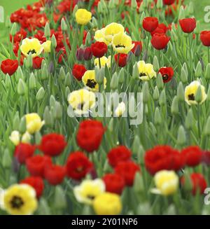 Viele schöne rote und gelbe Tulpen Stockfoto