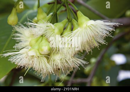 Rosenapfelblüte in Thailand Stockfoto