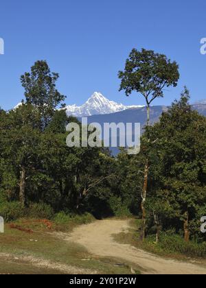 Pfad in Baglungpani, grüner Wald und Fernblick auf den berühmten Berg Machapuchare. Annapurna Conservation Area, Nepal, Asien Stockfoto