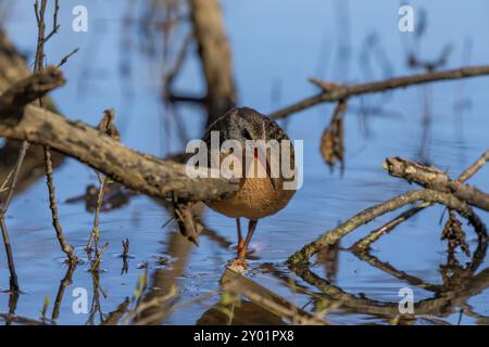 Virginia Rail (Rallye limicola), watende Vogel auf der Suche nach Nahrung in den flachen überwucherten Gewässern von Sümpfen und Schilf Stockfoto