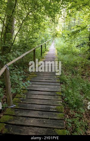 Promenade durch eine deutsche Moorwaldlandschaft mit Farnen, Moos, Gras und Laubbäumen Stockfoto