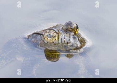 Der amerikanische Bullfrosch (Lithobates catesbeianus), in Kanada und den Vereinigten Staaten oft einfach als Bullfrosch bekannt, ist ein großer echter Frosch, der in EA beheimatet ist Stockfoto