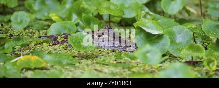 Nördlicher Brillenkaiman (Caiman crocodilus) im Wasser, Kopf über Wasser, zwischen Wasserpflanzen, Tortuguero Nationalpark, Costa Rica, Zentr Stockfoto