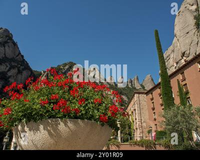 Rote Blumen in einem Steintopf vor historischen Gebäuden und Zypressen unter blauem Himmel, montserrat, spanien Stockfoto