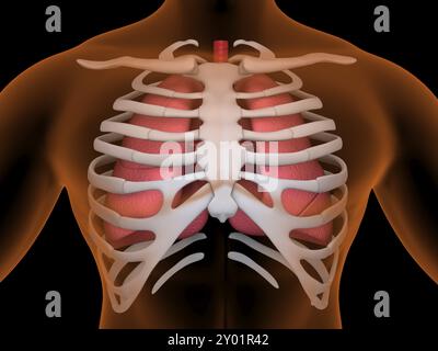 Konzeptuelles Bild der menschlichen Lunge und des Rippenkäfigs Stockfoto