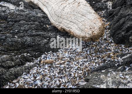 Muschelschalen an der Küste von Vancouver Island, Kanada, Nordamerika Stockfoto