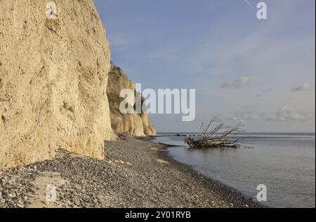 Einzigartige Kalksteinklippe Moens Klint, Dänemark, Europa Stockfoto