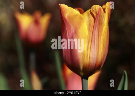 Tulpe Stockfoto