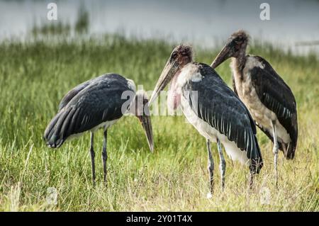 Drei Marabou-Störche stehen im üppigen Gras des Parks in der Nähe des Sees, einer von ihnen sucht nach Nahrung Stockfoto