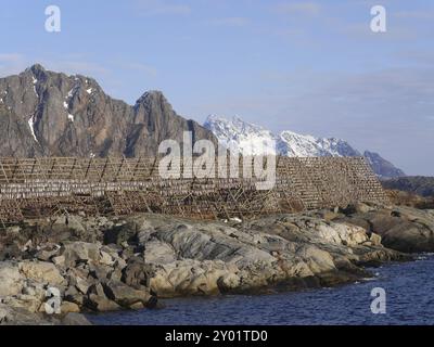 Stockfisch in Svolvaer Stockfoto