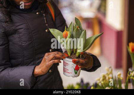 Florist kümmert sich um Frühlingsblumen Stockfoto