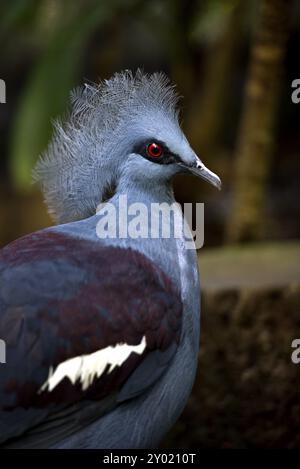 Nahaufnahme einer Westentaube Stockfoto