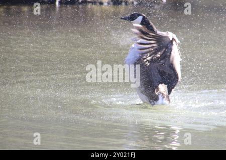 Kanada gans Baden Stockfoto