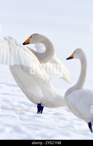 Singschwäne (Cygnus cygnus) in der Oberlausitz, Winter, Zugvogel, Whooper Schwan, Überwinterungsvogel, ruhender Vogel Stockfoto