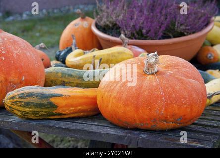 Herbstdekoration mit verschiedenen Kürbissen im Herbst für Thanksgiving, Kürbisse für Thanksgiving im Herbst Stockfoto