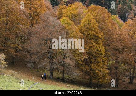 Herbstbuchenwald in Artiga de Lin, Aran-Tal, Lleida, Katalonien, Pyrenäen, Spanien, Europa Stockfoto