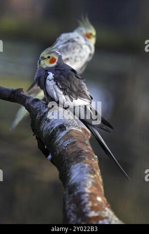 Zwei Kakatiels auf einem Ast Stockfoto