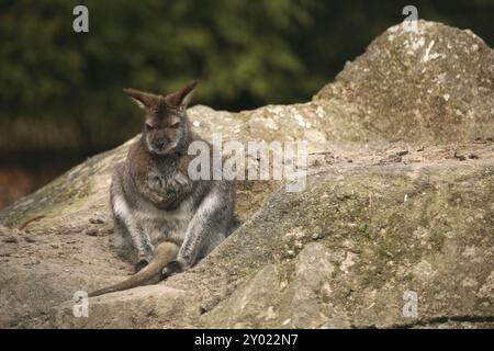 Brechen Sie auf einem Felsen Stockfoto