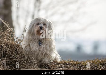 Ein kleiner weißer Havanese sitzt auf der Wiese Stockfoto