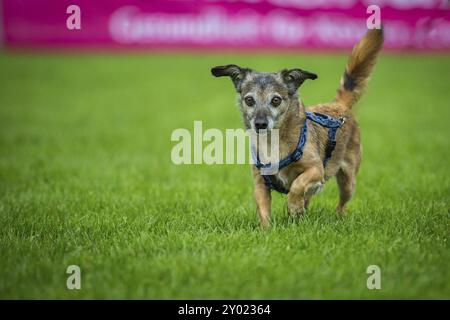 Ein kleiner Mischlingshund läuft mit großen perlenden Augen über eine Wiese Stockfoto